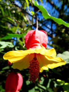 Close-up of the Abutilon Megapotamicum red and yellow blooms