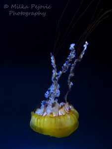 Northeast Pacific sea nettle