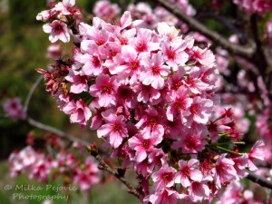 Close-up of pink cherry blossoms