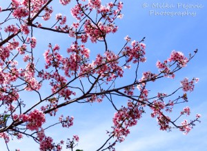 Floral Friday Fotos: my first cherry blossoms