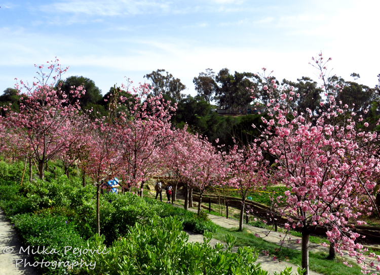 Cherry blossoms at the San Diego Japanese Friendship garden in Balboa Park