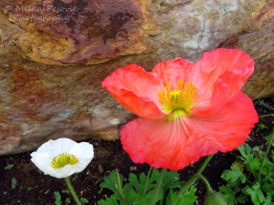 Contrast between small white poppy and large pink poppy