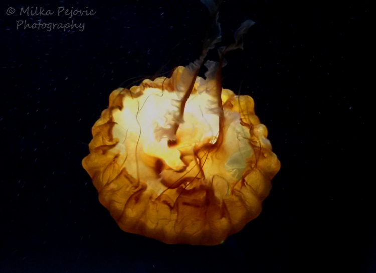Golden brown body of a Northeast Pacific sea nettle