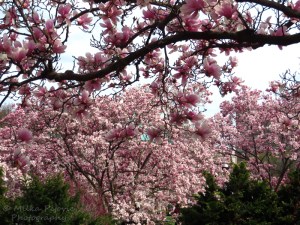 Tulip tree blossoms - pink magnolia blooms