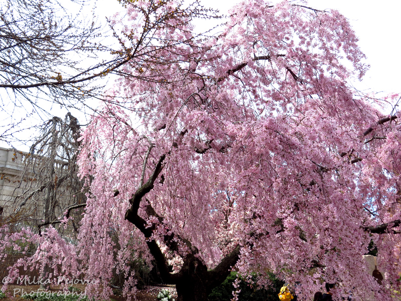 Weeping cherry blossom tree