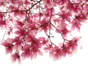 Pink magnolia blossoms/ tulip tree in bloom