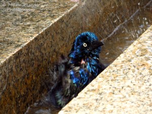Iridescent male common grackle taking a water bath