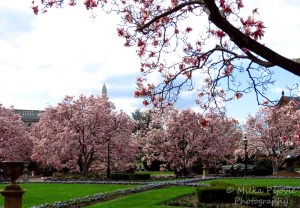Tulip trees - pink magnolia trees in bloom at the Smithsonian red castleTulip trees - pink magnolia trees in bloom at the Smithsonian red castle