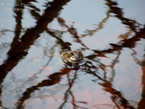 Frog's head out of the pond water