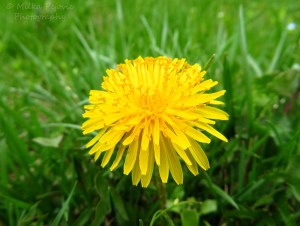 Macro of a dandelion in bloom
