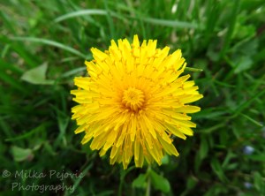 Close-up of a yellow dandelion with curled-up pistils