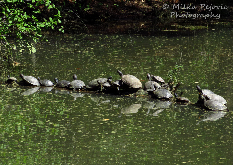 Turtles basking in the sun on rocks in the pond