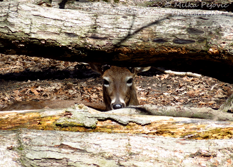 Deer hiding between tree trunks