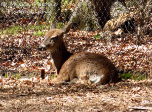 Deer camouflaged in leaves
