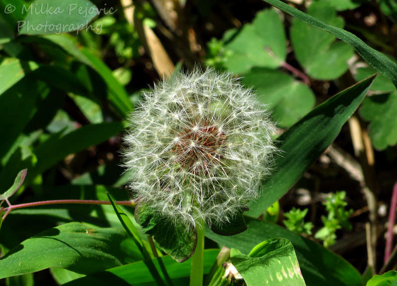 Close-up of a dandelion in seed