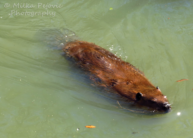 Beaver swimming in the water