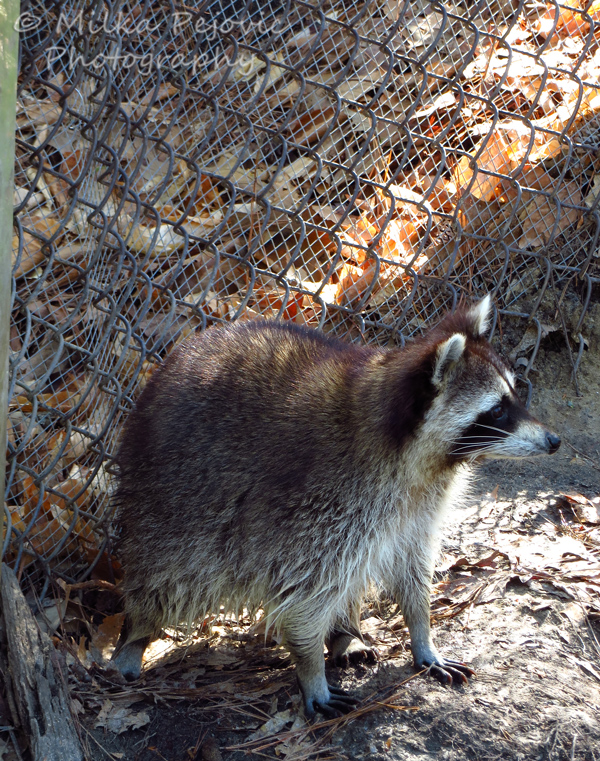 Raccoon standing still