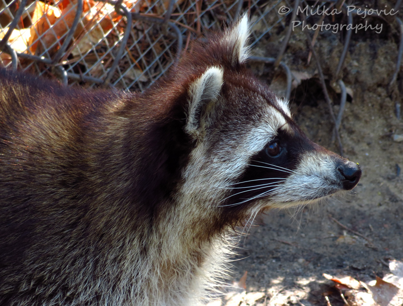 Close-up of a raccoon's head