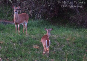 Two deer in Virginia