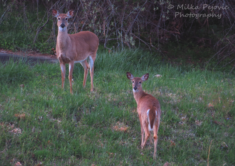 Deer standing in the grass and trees in Virginia