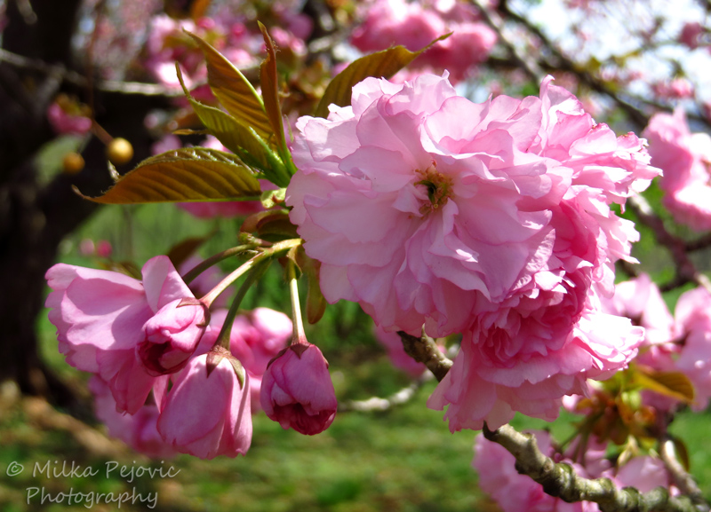 Dwarf almond tree pink blossoms