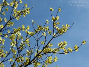 Yellow dogwood tree blossoms