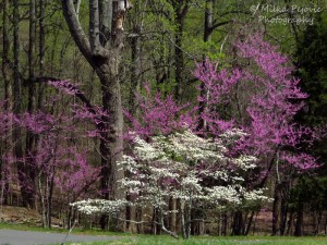 Easter red bud tree and white dogwood tree blossoms