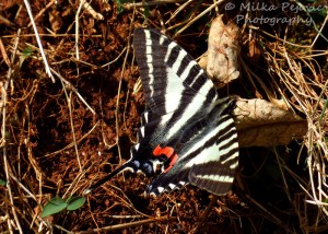 Macro Monday: my first zebra swallowtail butterfly