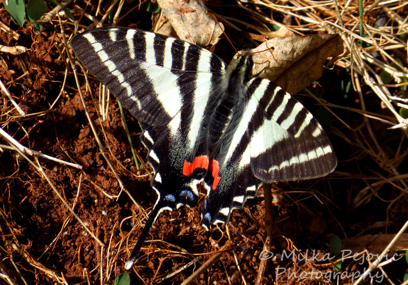 Close-up of a zebra swallowtail butterfly