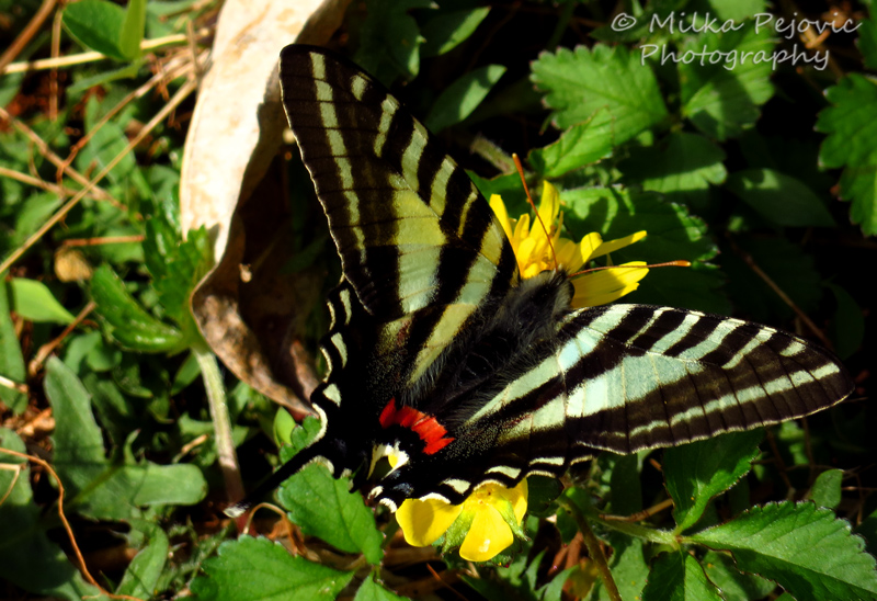 Zebra swallowtail butterfly on yellow buttercup
