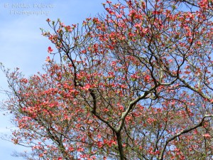 Floral Friday Fotos: Red dogwood tree blooms