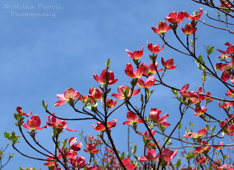 Red dogwood tree blossoms