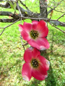 Close-up of dogwood tree red blossoms