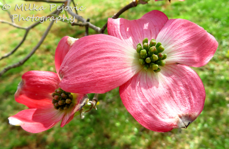 Dogwood tree - red blossoms