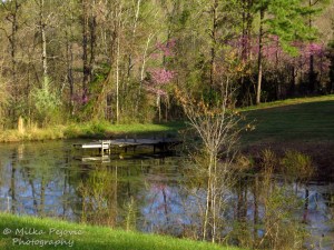Still water of a small pond in Virginia