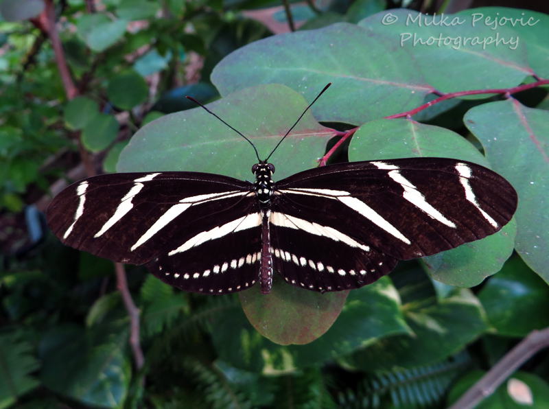 Zebra longwing butterfly with striped wings