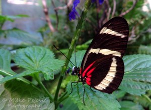 Zebra longwing butterfly with red dots underneath its wings