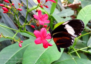 Tiger longwing butterfly