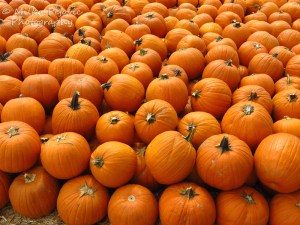 Pumpkin display - orange pumpkins