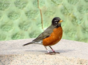 American robin with orange chest