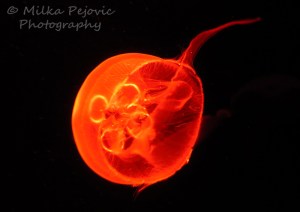 Orange sea jelly - jelly fish
