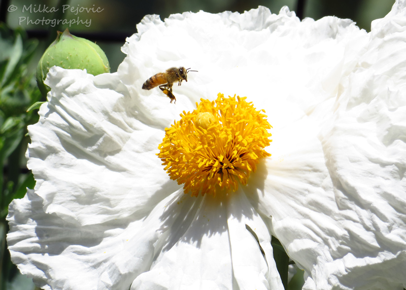 Macro Monday: bee on a Matilija poppy
