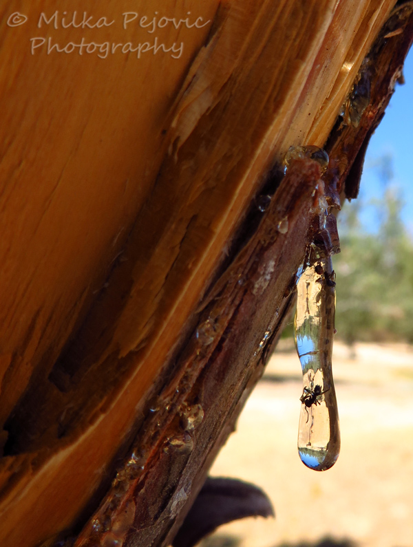 Tree sap on pine tree with ants