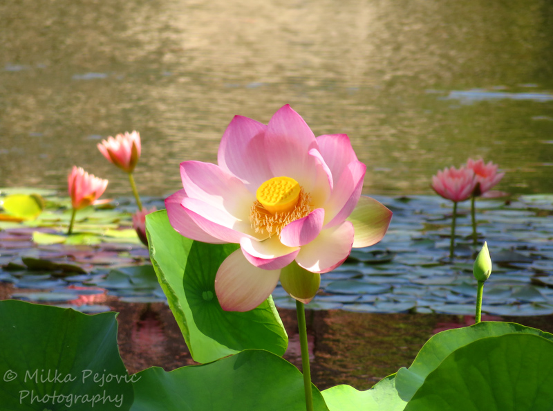 Pink lotus flower at San Diego's Balboa Park