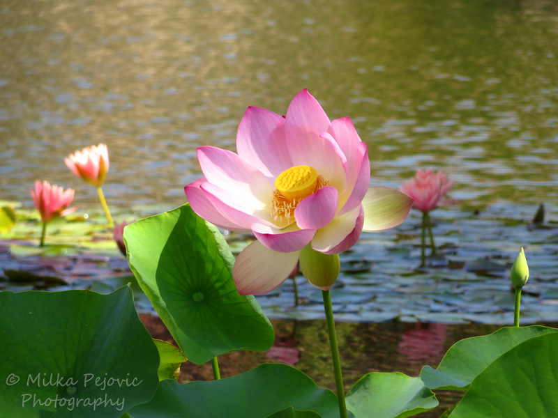 Floral Friday Fotos: pink lotus flower
