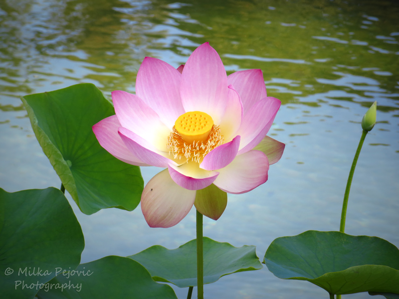 Close-up of a pink lotus flower