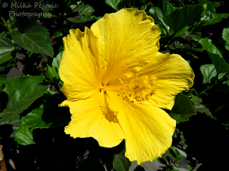 Floral Friday Fotos: Hibiscus blooms