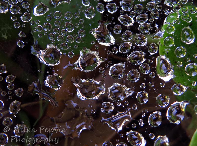 Close-up of water drops on a spider web