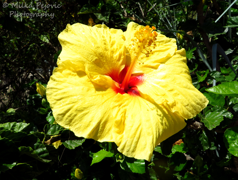 Red and yellow hibiscus flower