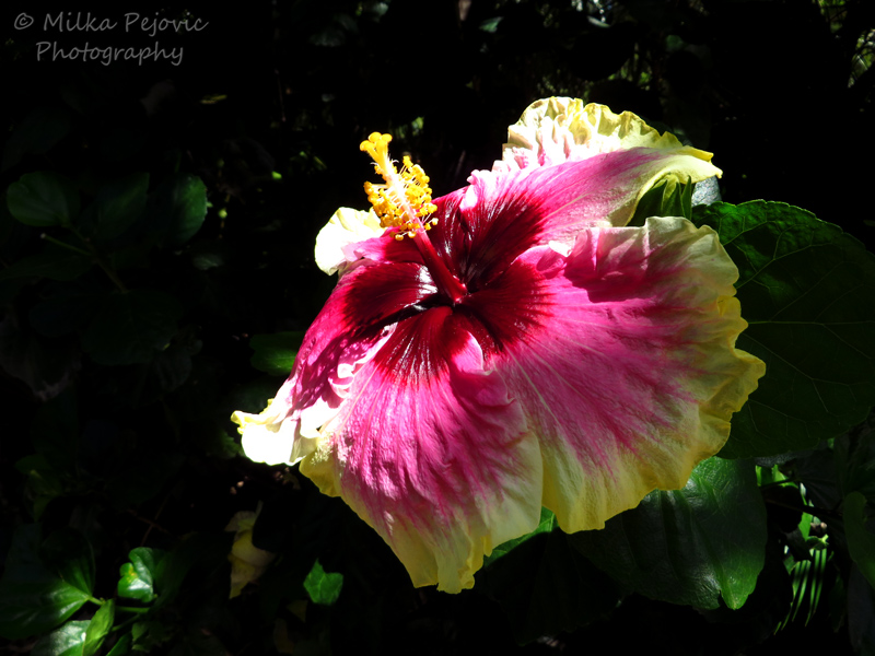 Purple and yellow hibiscus bloom